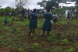 Clearing the land and planting the first crops.